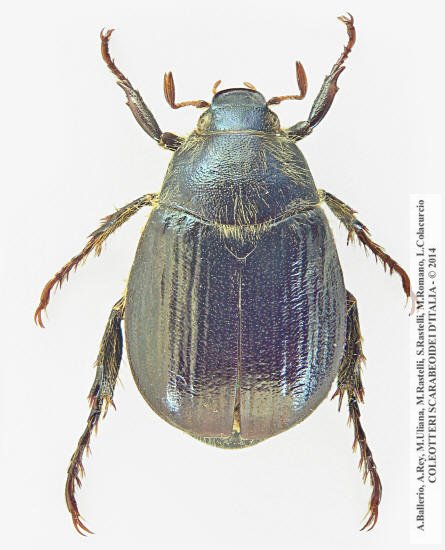 clicca per ingrandire